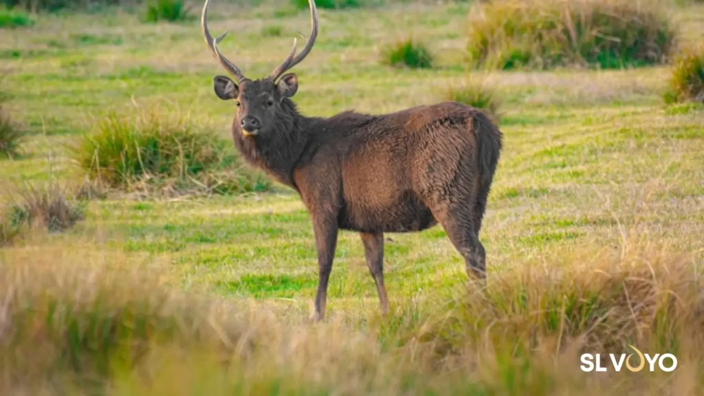 sambar deer yala