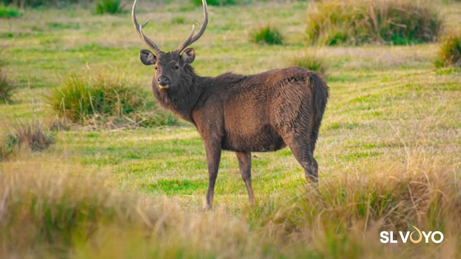 Sambar Deer in Yala