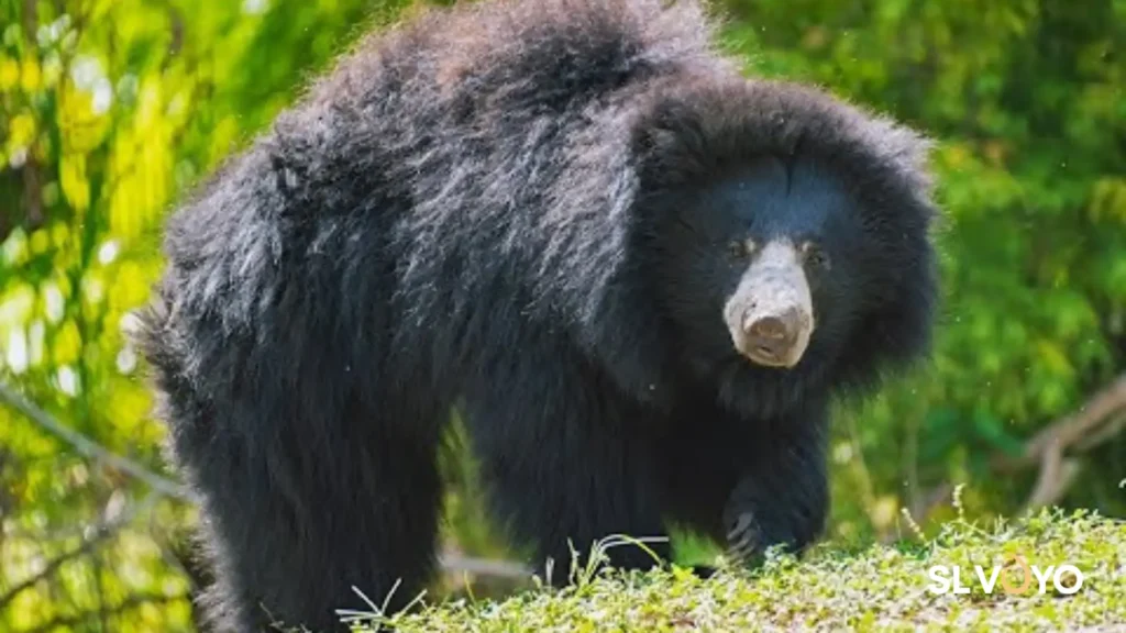 Sri Lankan sloth bear spotted in Yala National Park