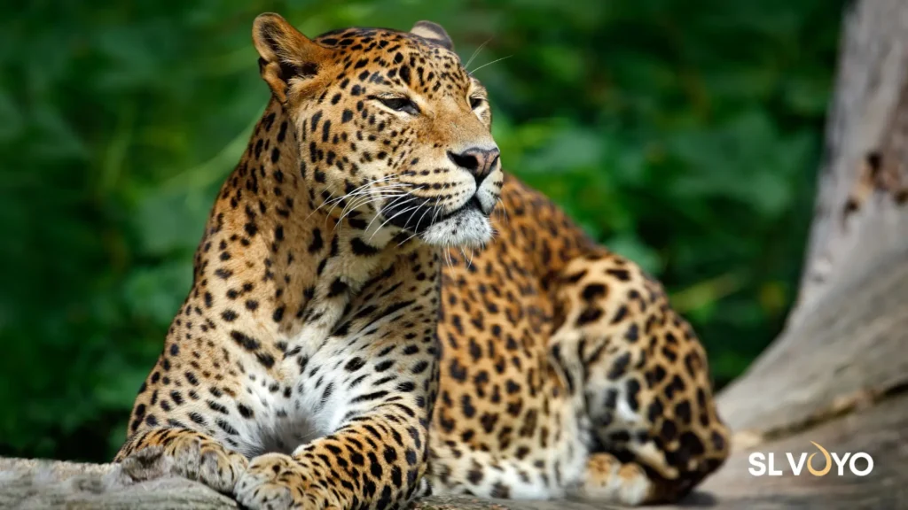 Yala National Park safari near Kataragama Sri Lanka