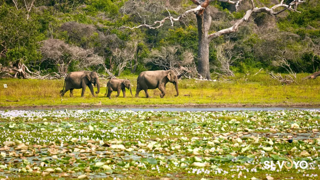 Landscape of Yala National Park in Sri Lanka