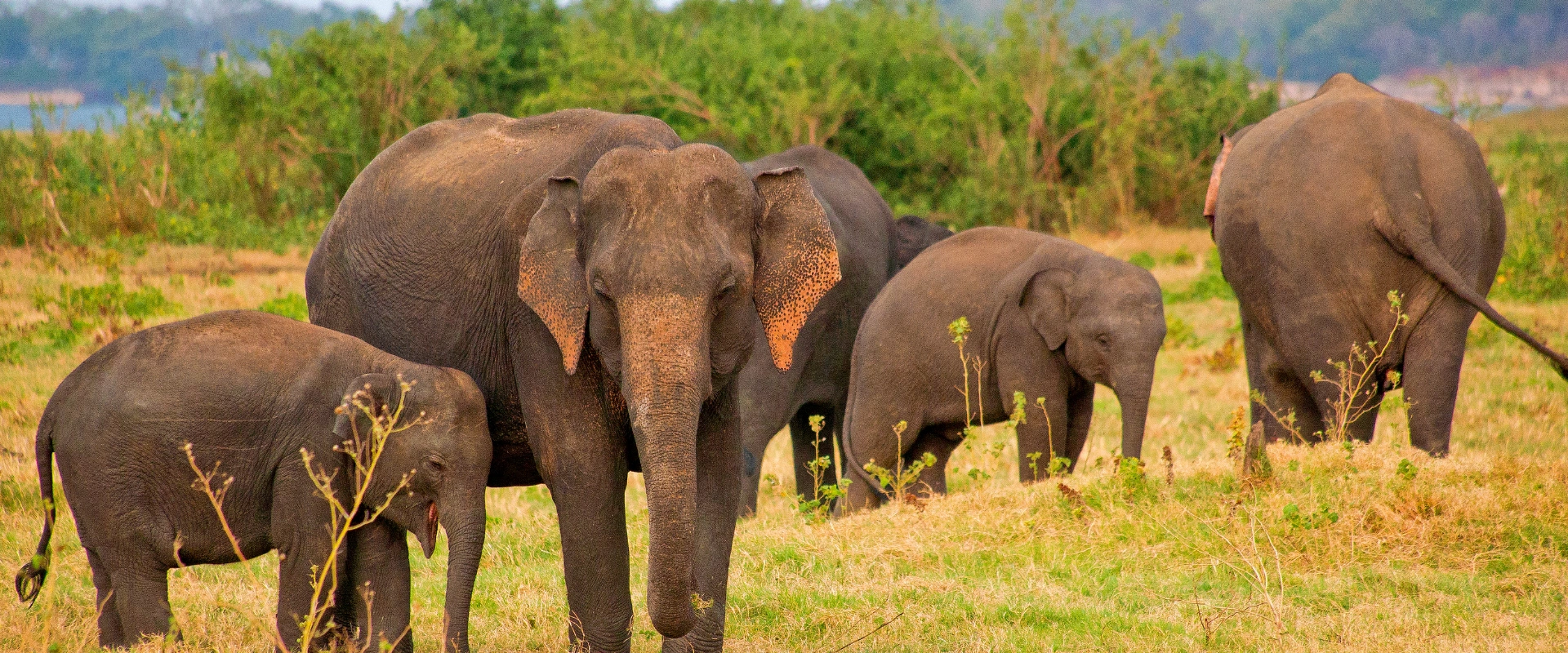 Elephant Safari
