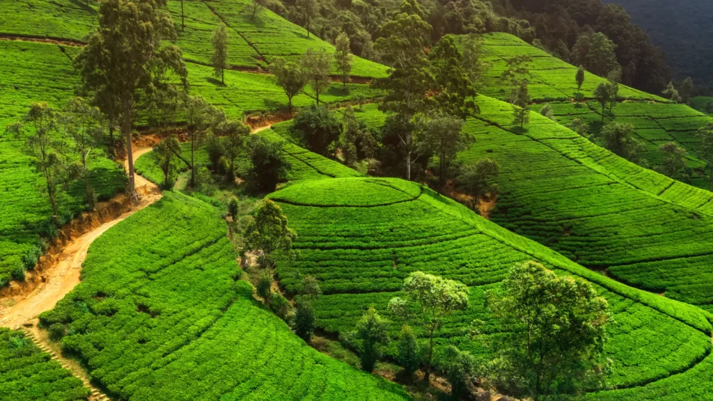 Hill country tea plantaion