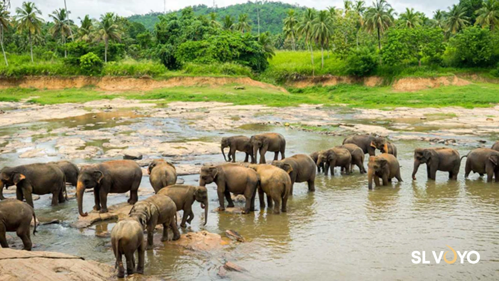 Pinnawala Sri lanka