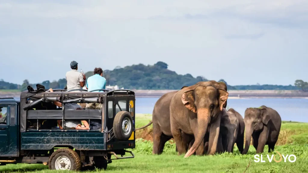 Wilpaththu National park safari