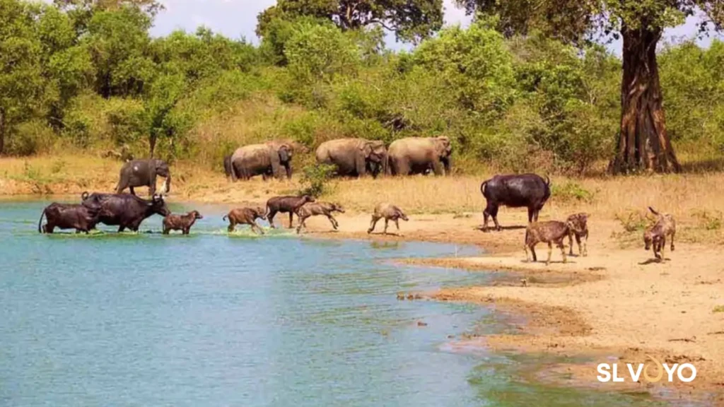 Udawalawa National safari