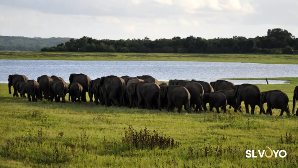 Kaudulla national park