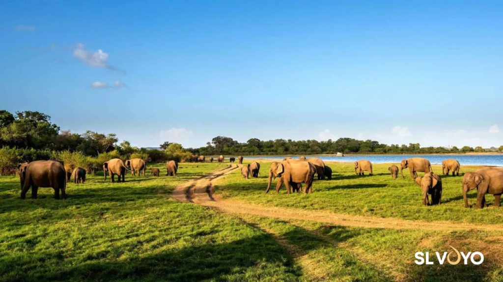 Minneriya safari
