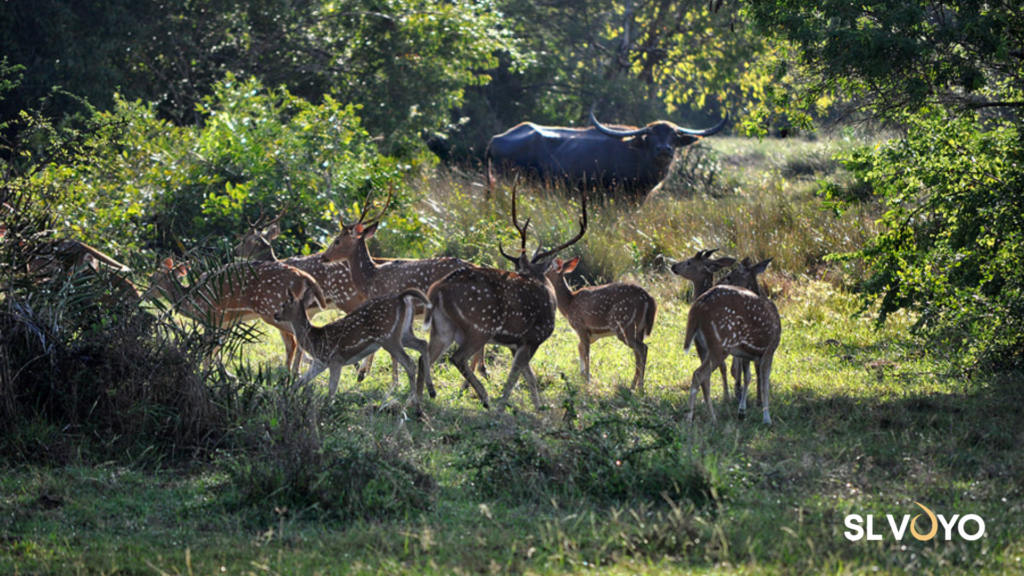 049 Kumana National Park Safari