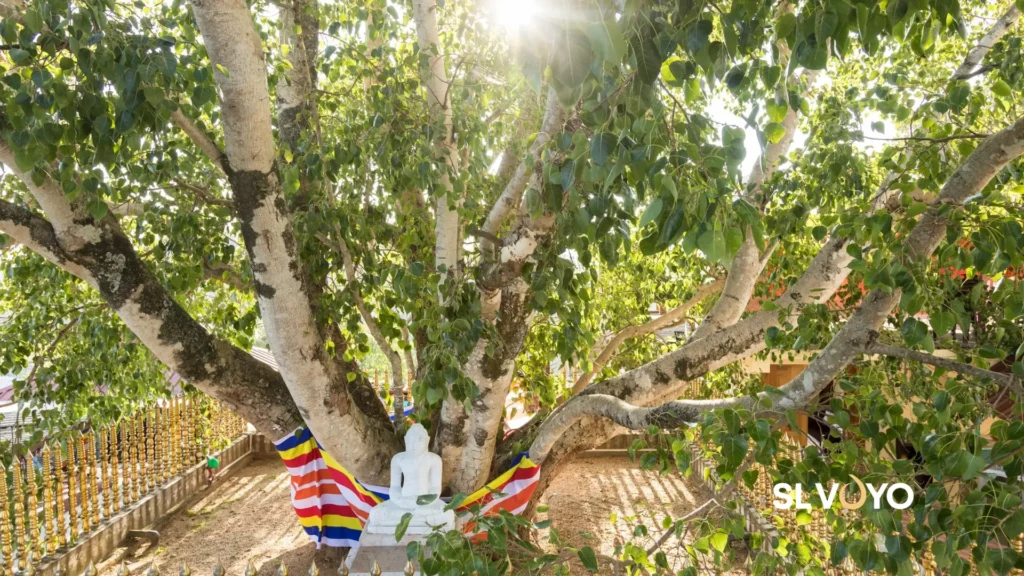 Bodhi Puja Sacred Tree Worship