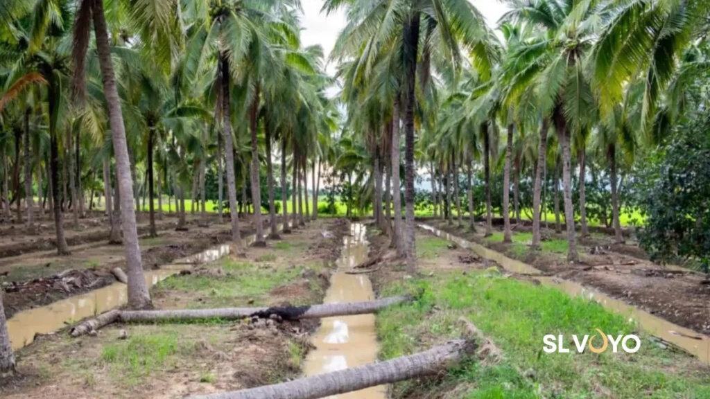 Coconut Plantation