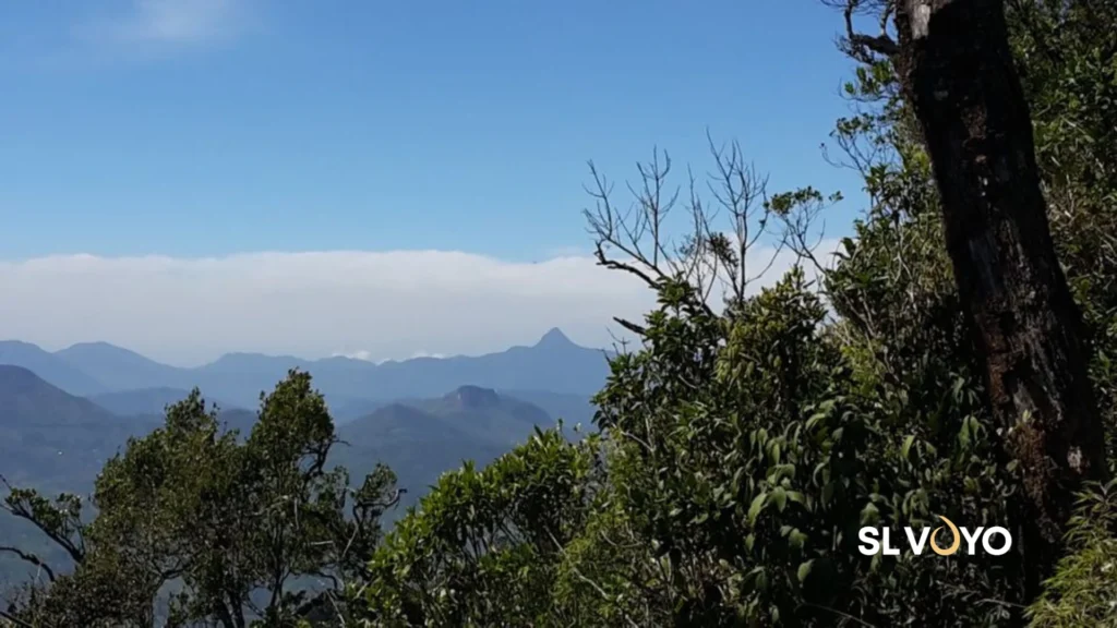 Great Western Mountain