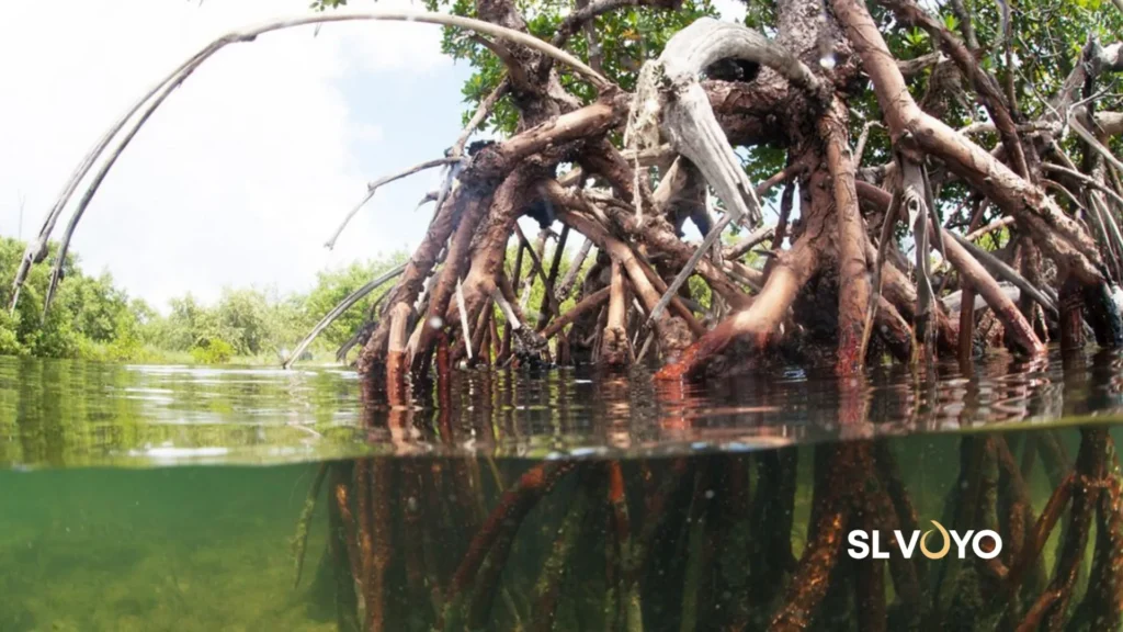 Mangrove eco system