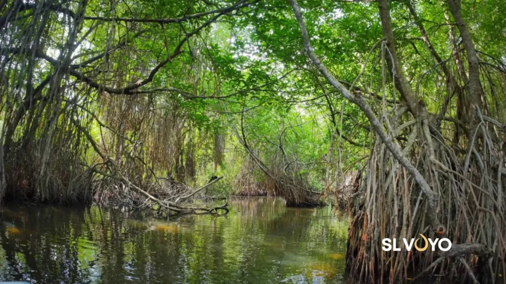 Mangroves & flor