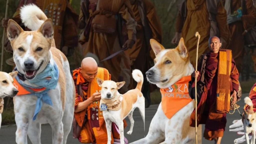 Pease for walk ALOKA