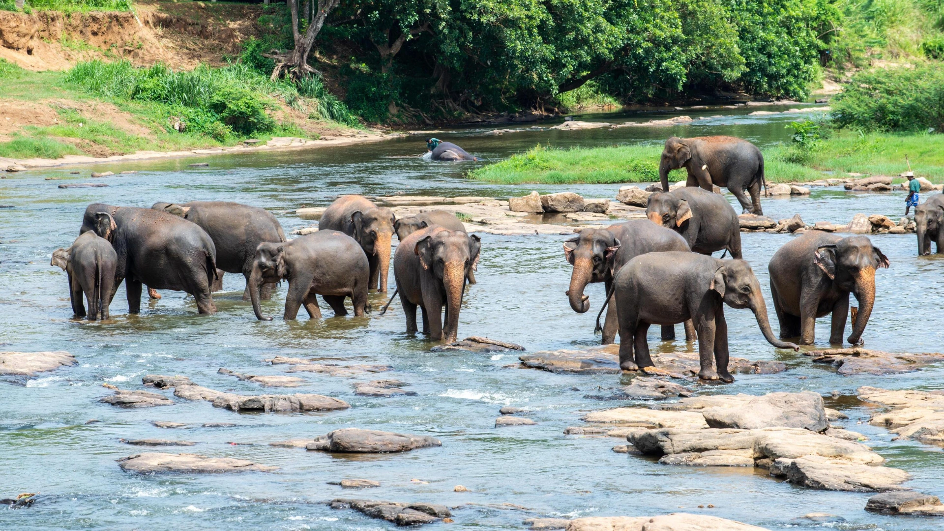 Pinnawala Elephant Sri lanka
