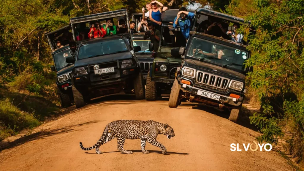 Safari jeep spotting leopard sri lanka