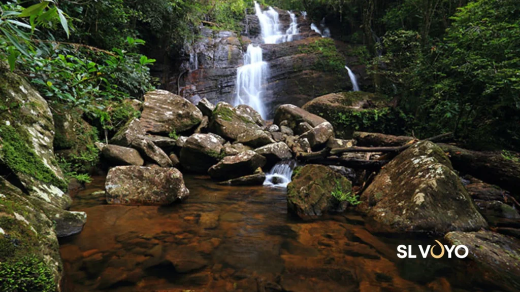 Sinharaja rainforest