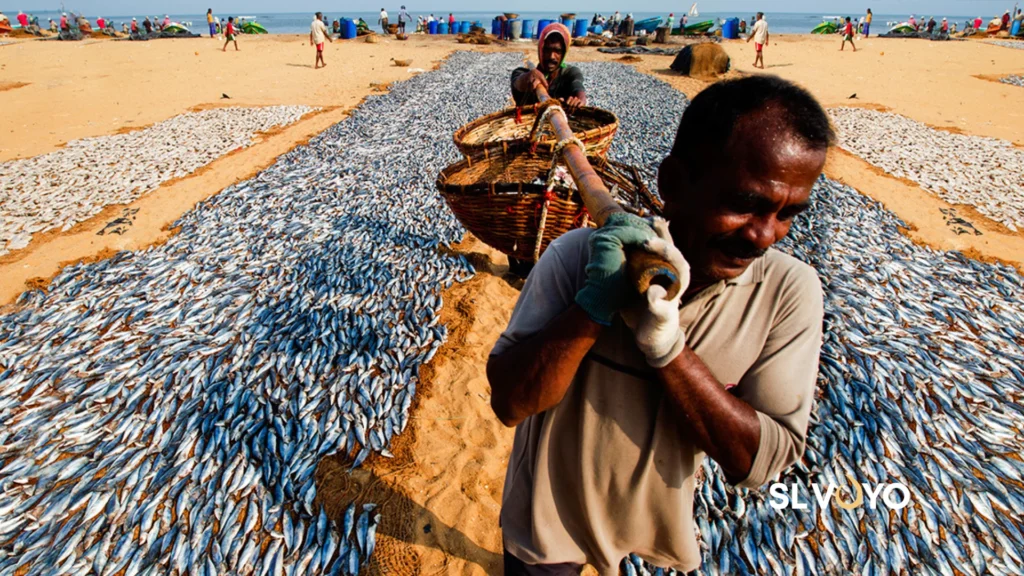 Sri Lanka Fishing