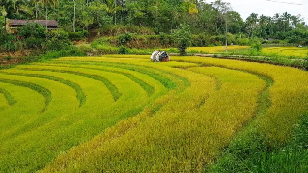 Sri Lanka Rice feilds