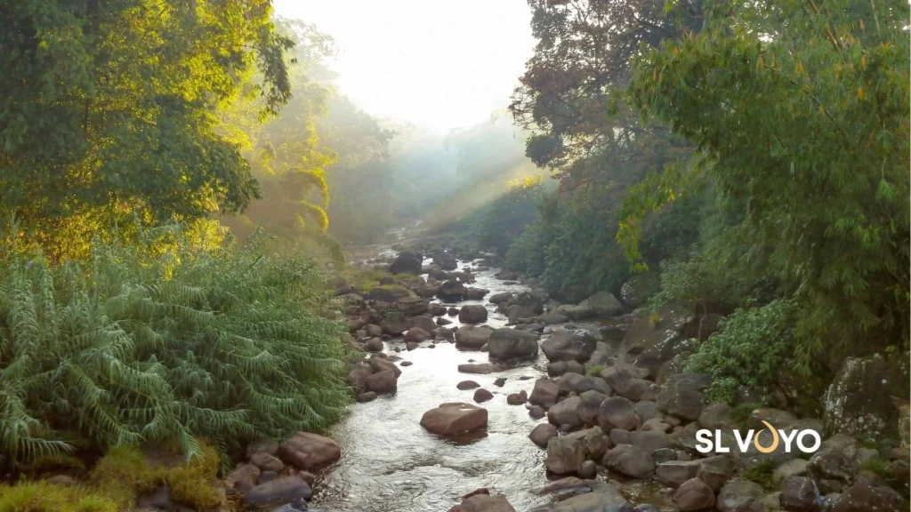 Sri Lanka river flowing from mountains