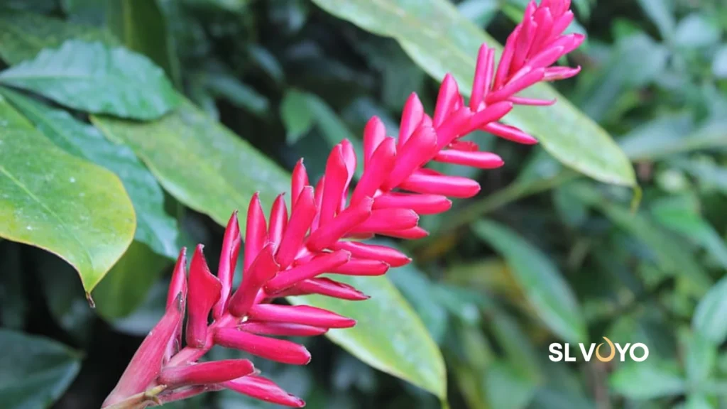Sri LankaTropicle Flora