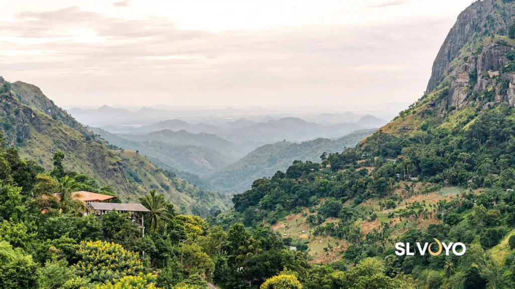 Sri lanka forest in rain climate