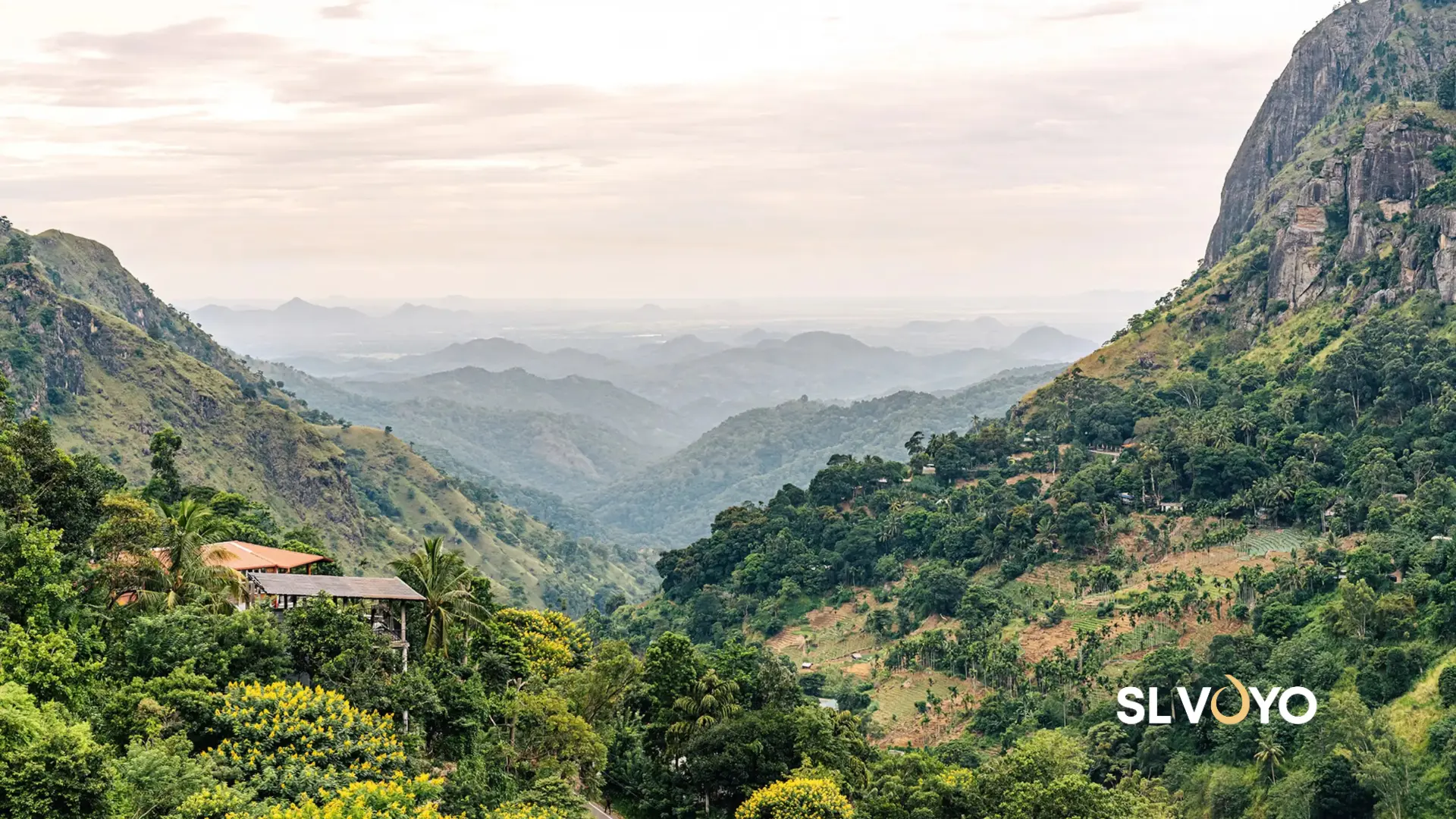 Sri lanka forest in rain climate