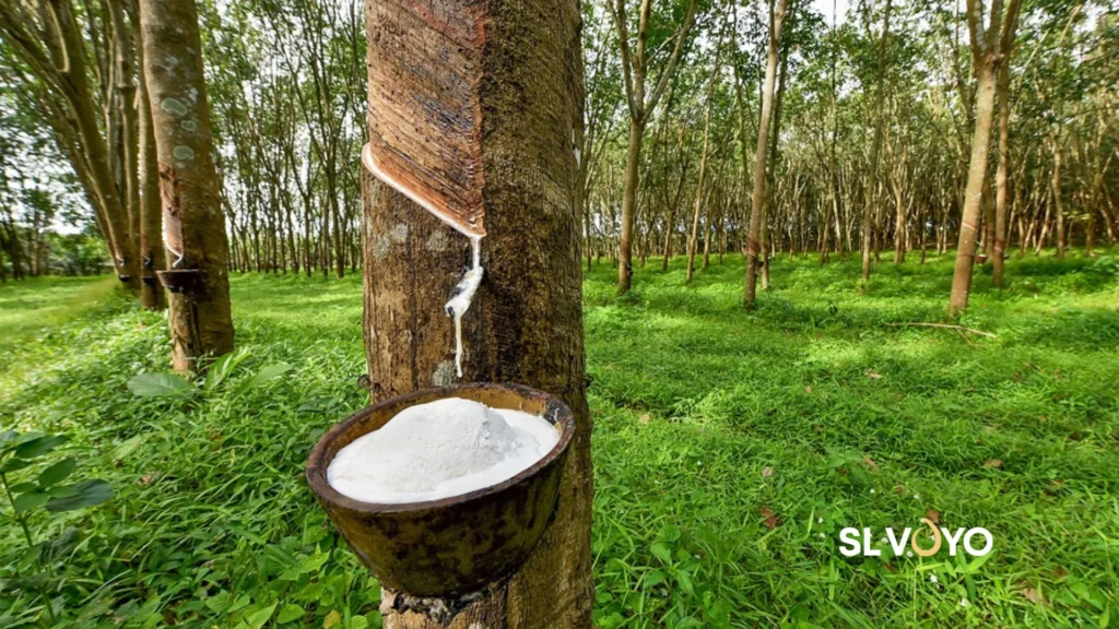 Sroi Lanka Rubber Plantation