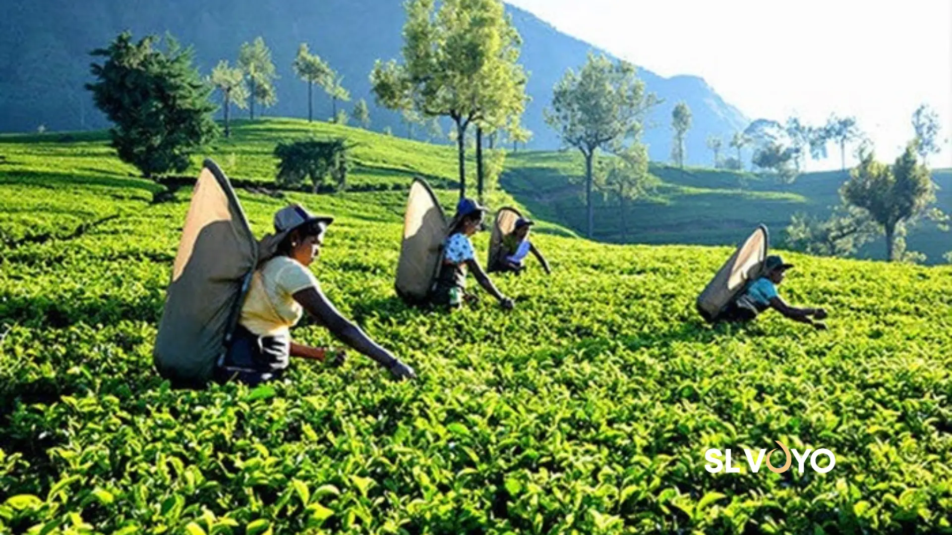 Tea Plantation
