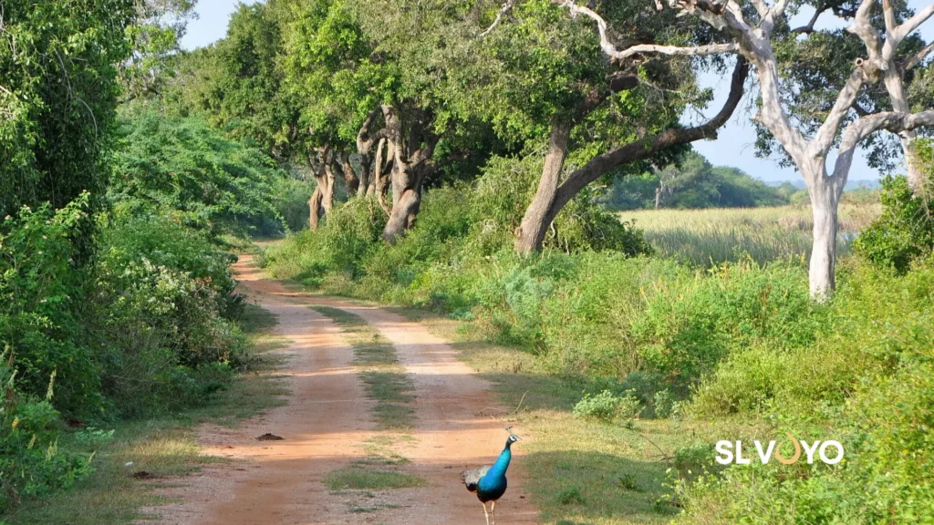 Throun forest sri lanka