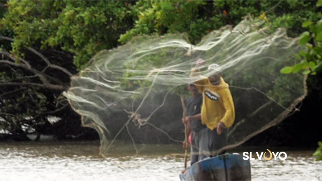 Traditional mangrove fishing