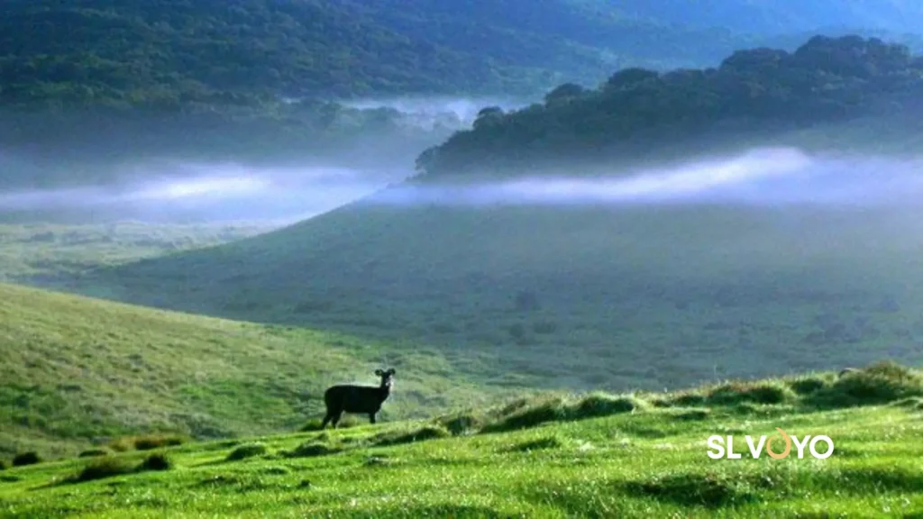 Wetzone hotan plains