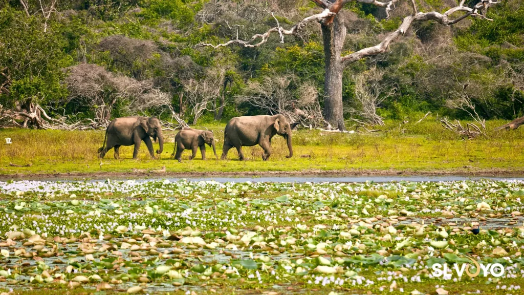 Yala National Park Safari