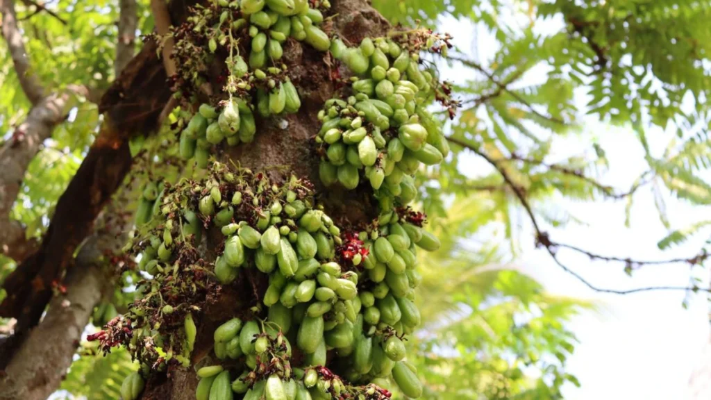Bilimbi Tree Sri lanka