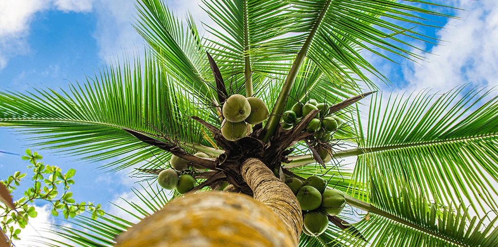 Coconut tree