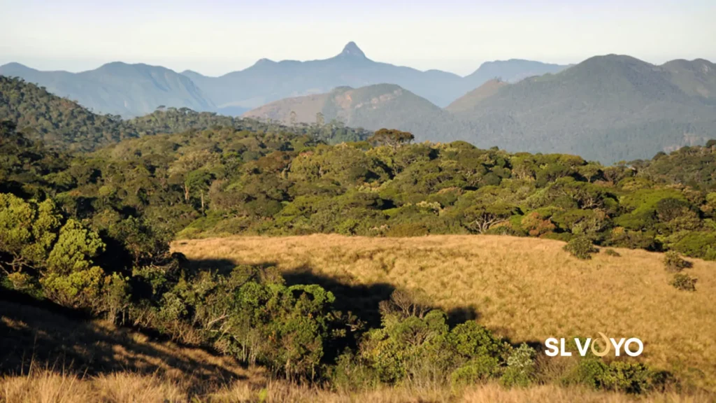 dry zone tropical sri lanka