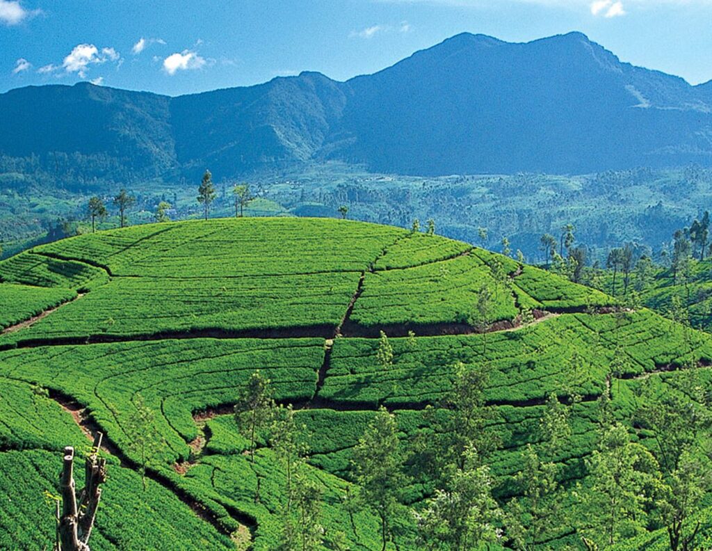 Nuwaraeliya tea plantation