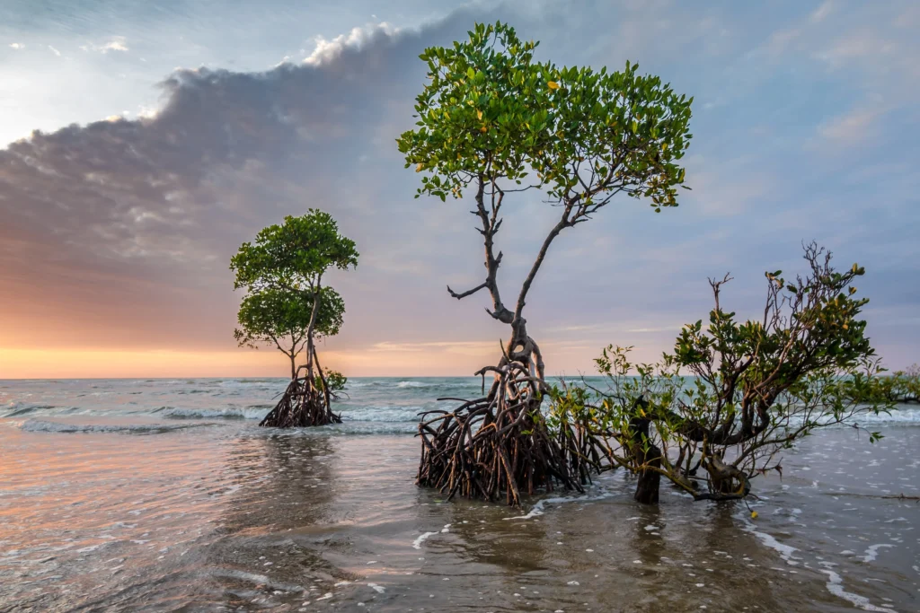 mangroves tree