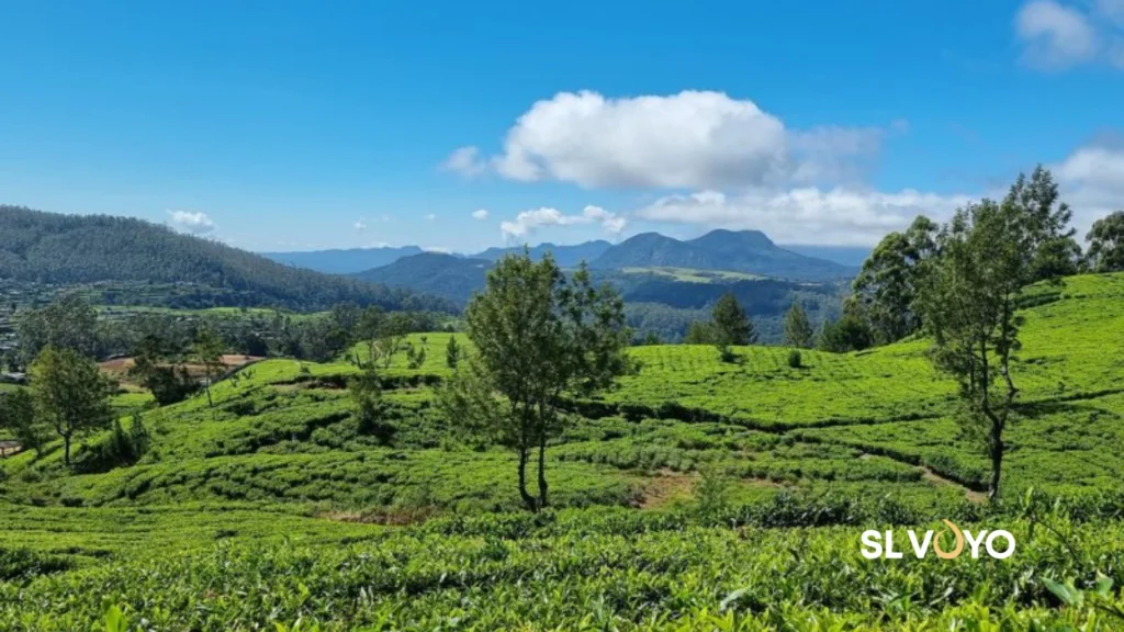 misty mountains sri lanka