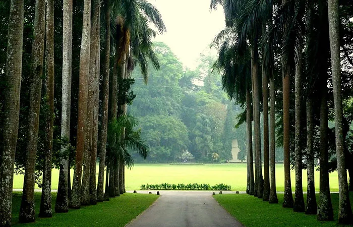 Peradeniya Famous Tree queue
