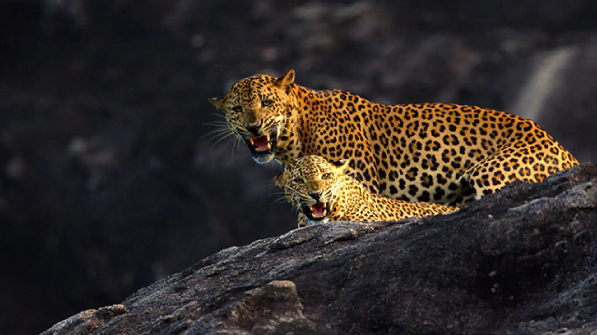 sri lanka lepord