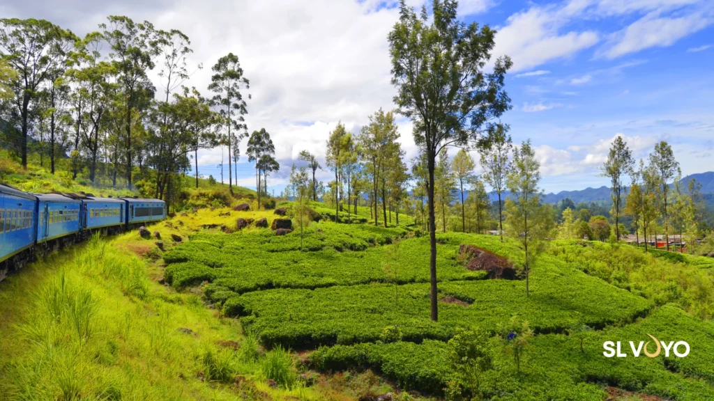tea estate NuwaraEliya