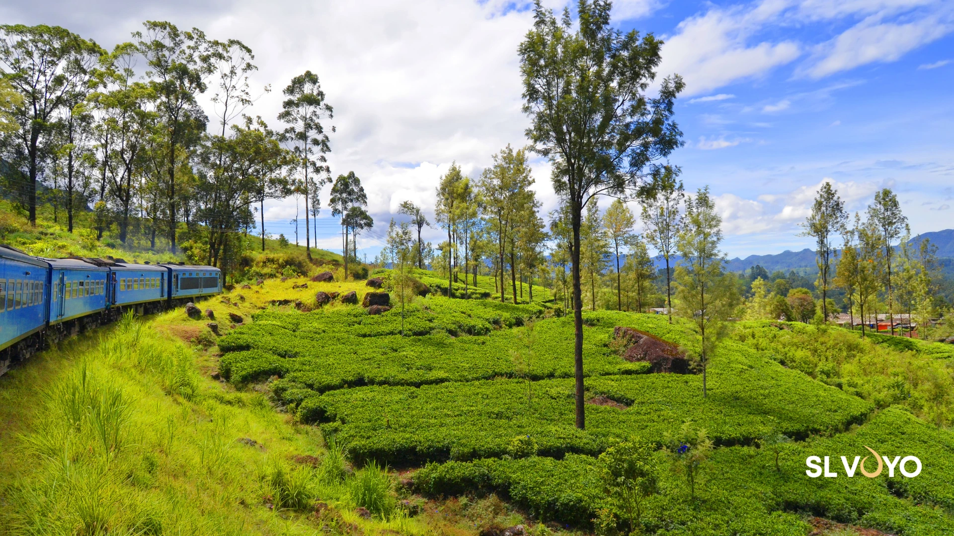 tea estate NuwaraEliya