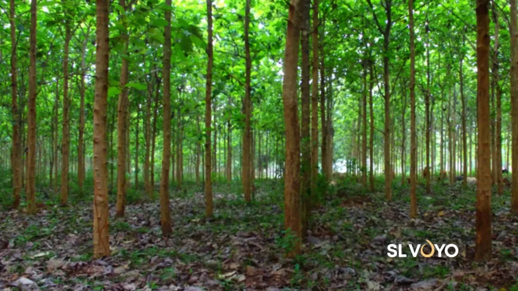 teak plantation