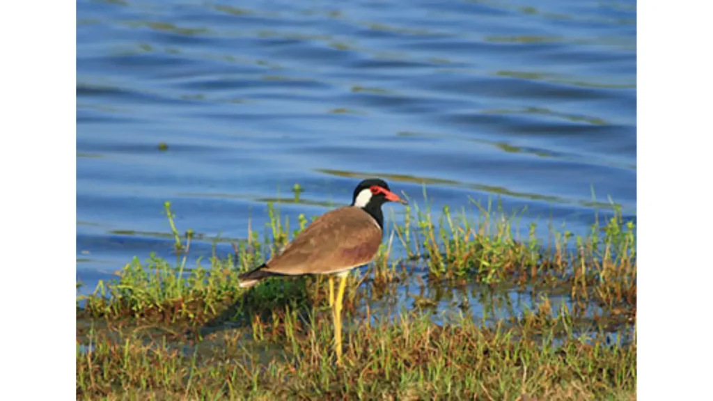 Birds and wildlife near the waters of Padaviya Wewa