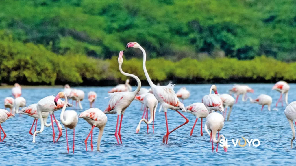 Bundala national park