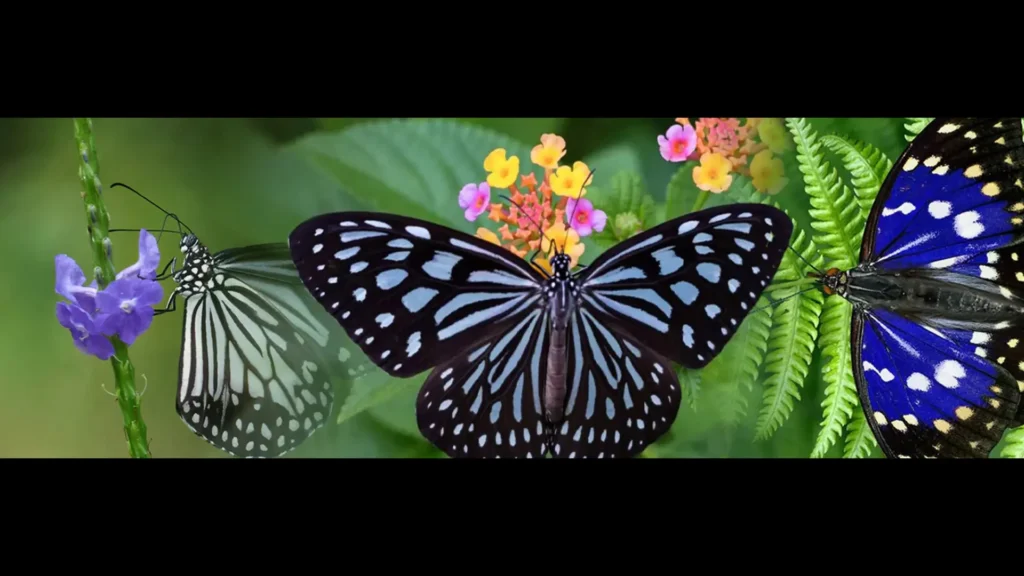 Butterflies