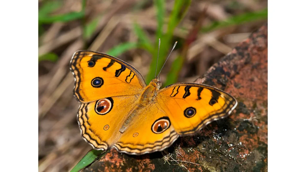 Close-up of an endemic Sri Lankan butterfly