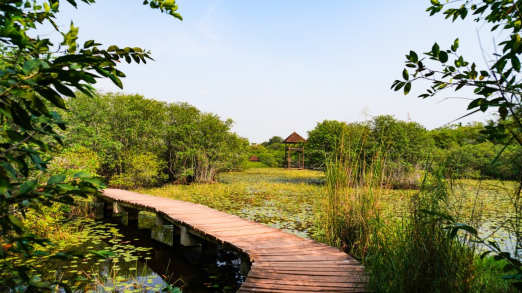 Colombo wetlands urban nature ecosystem (2)